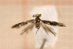 Bucculatrix cidarella (Alder Bent-wing)