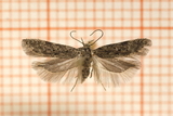 Carpatolechia notatella (Sallow-leaf Groundling)