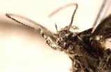 Carpatolechia notatella (Sallow-leaf Groundling)