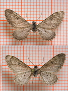 Eupithecia ochridata (Okerdvergmåler)