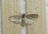 Nycteola asiatica