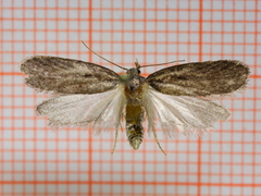 Chervil Flat-body (sordidatella)