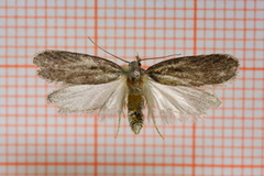 Depressaria sordidatella (Chervil Flat-body)