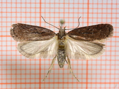 Chervil Flat-body (sordidatella)