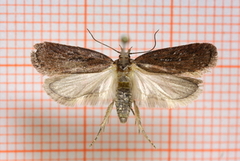 Depressaria sordidatella (Chervil Flat-body)