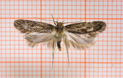 Hofmannophila pseudospretella (Brown House Moth)