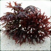 Irish moss (Chondrus crispus)