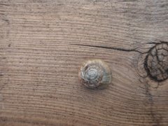 Garlic Glass-snail (Oxychilus allarius)