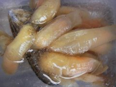 Ciona intestinalis