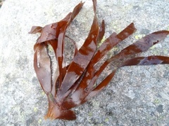 Fingertare (Laminaria digitata)