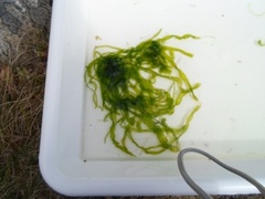 Sea grass (Ulva intestinalis)