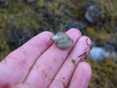 Nassarius sp.