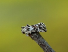 Calophasia lunula (Toadflax Brocade)