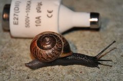 Copse Snail (Arianta arbustorum)