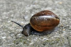 Copse Snail (Arianta arbustorum)