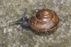 Copse Snail (Arianta arbustorum)