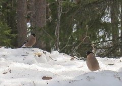 Eurasian Bullfinch (Pyrrhula pyrrhula)