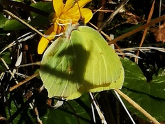 Sitronsommerfugl (rhamni)