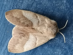 Fox Moth (rubi)