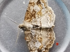 Small Engrailed (crepuscularia)