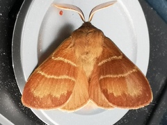 Fox Moth (rubi)