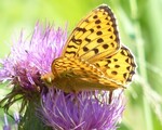 Argynnis aglaja (Dark Green Fritillary)