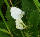 Pieris napi (Green-veined White)