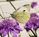 Pieris brassicae (Large White)