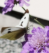 Pieris brassicae (Large White)