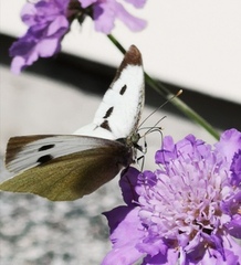 Pieris brassicae (Stor kålsommerfugl)