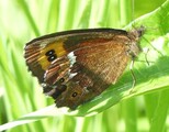 Erebia ligea (Arran Brown)