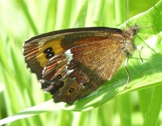 Erebia ligea (Fløyelsringvinge)