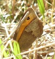 Maniola jurtina (Meadow Brown)