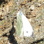 Pieris napi (Rapssommerfugl)