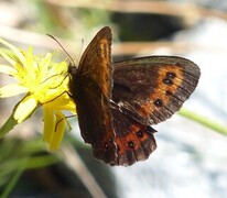 Erebia ligea (Arran Brown)