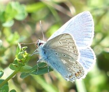 Polyommatus icarus (Common Blue)