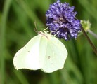 Gonepteryx rhamni (Brimstone)