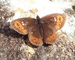 Erebia ligea (Arran Brown)