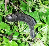 Deilephila elpenor (Elephant Hawk-moth)