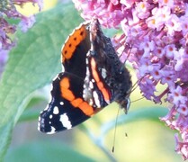 Vanessa atalanta (Red Admiral)