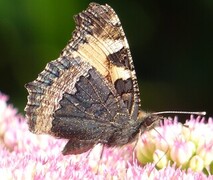 Aglais urticae (Neslesommerfugl)