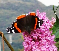 Vanessa atalanta (Red Admiral)