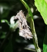 Autographa gamma (Gammafly)