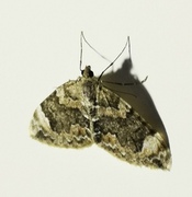 Dysstroma citrata (Dark Marbled Carpet)