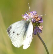 Pieris napi (Rapssommerfugl)