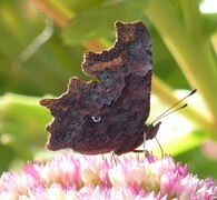 Polygonia c-album (Comma Butterfly)