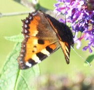 Aglais urticae (Neslesommerfugl)