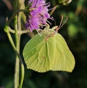 Gonepteryx rhamni (Sitronsommerfugl)