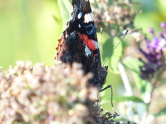 Vanessa atalanta (Red Admiral)