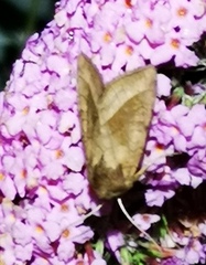 Hydraecia micacea (Rosy Rustic)